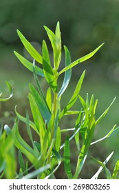 Green Leaves Of Tarragon In The Garden