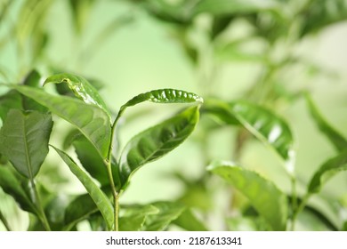Green leaves of tea plant on blurred background, closeup. Space for text - Shutterstock ID 2187613341