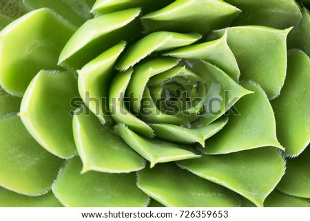 Green leaves texture background macro, Green plant in the garden close up relaxation concept. suculent symmetry