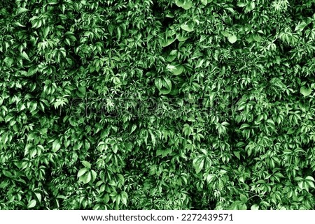 Green leaves texture. Climber plant background. Creeper plant texture. Gedge bush pattern. Natural summer wall. Home outdoor decoration. Leafs background.