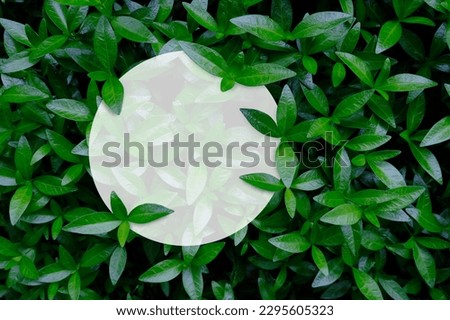 Green leaves texture with white round template podium mockup. Natural background and wallpaper