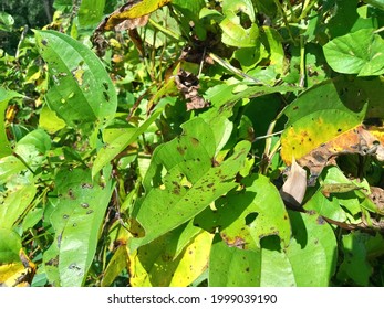 Green Leaves That Are Mottled And Almost Fall