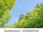 Green leaves that stand out against the blue sky - Yamanouchi Town, Shimotakai District, Nagano Prefecture