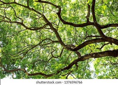 Green Leaves Tree And Branches Of Tree Over Head Beautiful Natural Background