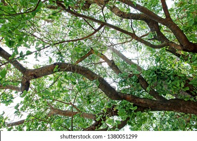 Green Leaves Tree And Branches Of Tree Over Head Beautiful Natural Background