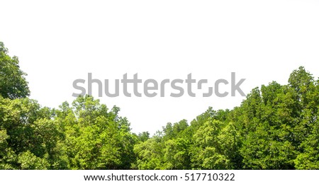 Green leaves tree isolated on white background