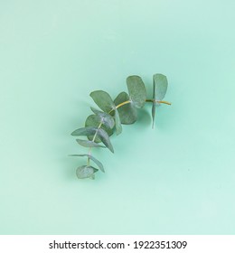 Green Leaves Tropical Eucalyptus Flat Lay On Mint Sage Background