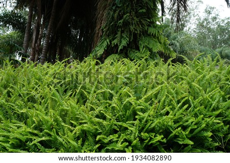 Green leaves, tropical and exuberant nature. Foliage 