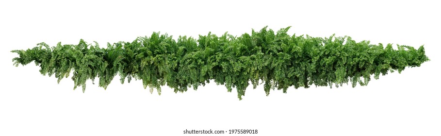 Green leaves tropical foliage plant bush of cascading Fishtail fern or forked giant sword fern (Nephrolepis spp.) the shade garden landscaping shrub plant isolated on white background, clipping path.