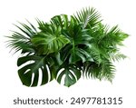 Green leaves of tropical plants bush (Monstera, palm, rubber plant, pine, bird’s nest fern) floral arrangement indoors garden nature backdrop isolated on white background thailand, clipping path.