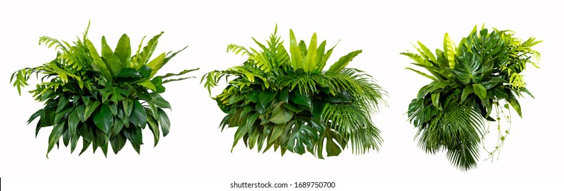 Green leaves of tropical plants bush (Monstera, palm, rubber plant, pine, bird’s nest fern) floral arrangement indoors garden nature backdrop isolated on white background thailand, clipping path.  - Shutterstock ID 1689750700