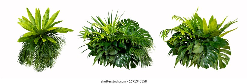 Green leaves of tropical plants bush (Monstera, palm, rubber plant, pine, bird’s nest fern) floral arrangement indoors garden nature backdrop isolated on white background thailand, clipping path.  - Shutterstock ID 1691343358