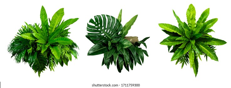 Green leaves of tropical plants bush (Monstera, palm, rubber plant, pine, bird’s nest fern) floral arrangement indoors garden nature backdrop isolated on white background thailand, 
