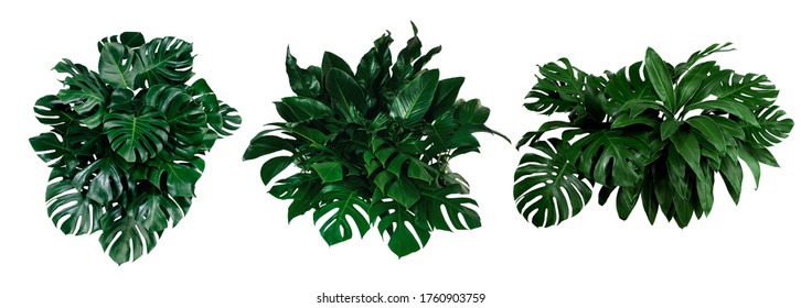 Green leaves of tropical plants bush (Monstera, palm, rubber plant, pine, bird’s nest fern) floral arrangement indoors garden nature backdrop isolated on white background thailand, clipping path.  - Shutterstock ID 1760903759