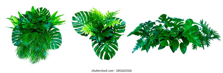 Green Leaves Of Tropical Plants Bush (Monstera, Palm, Rubber Plant, Pine, Bird’s Nest Fern) Floral Arrangement Indoors Garden Nature Backdrop Isolated On White Background Thailand, Clipping Path. 