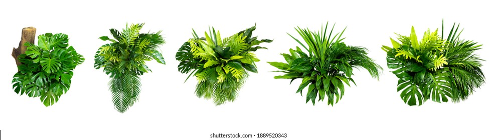 Green Leaves Of Tropical Plants Bush (Monstera, Palm, Rubber Plant, Pine, Bird’s Nest Fern) Floral Arrangement Indoors Garden Nature Backdrop Isolated On White Background Thailand, Clipping Path. 