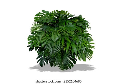 Green leaves of tropical plants bush (Monstera, palm, rubber plant, pine, bird’s nest fern) floral arrangement indoors garden nature backdrop isolated on white background thailand.