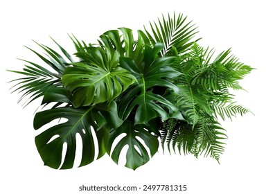 Green leaves of tropical plants bush (Monstera, palm, rubber plant, pine, bird’s nest fern) floral arrangement indoors garden nature backdrop isolated on white background thailand, clipping path. - Powered by Shutterstock