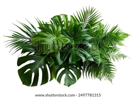 Similar – Image, Stock Photo Green fern background Fern