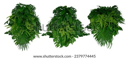 Green leaves of tropical plants, shrubs, flower arrangement in home garden, nature backdrop, isolated on white background, Thailand, clipping path.