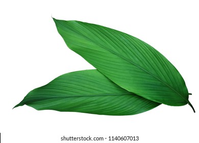 Green Leaves Of Turmeric (Curcuma Longa) Ginger Medicinal Herbal Plant Isolated On White Background, Clipping Path Included.