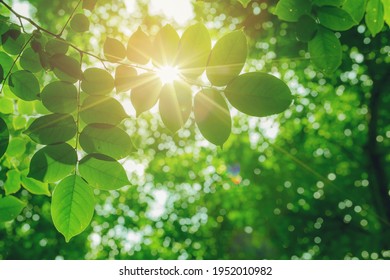 Green leaves under the tree with sunlight on top, low angle view. Selected focus