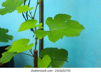 green leaves of the vine that are still small