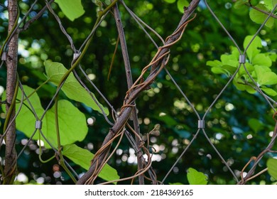 Green Leaves And Vines Climbing Up Growing On Chain Link Fence, Closeup Of Natural Vine Plants Wrapping Around Steel Wires