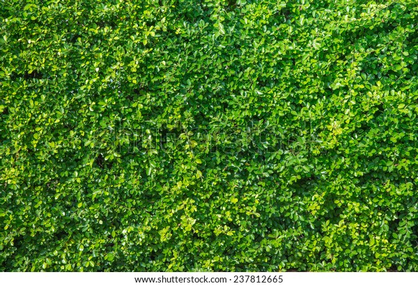 Green Leaves Wall Background Stock Photo (Edit Now) 237812665