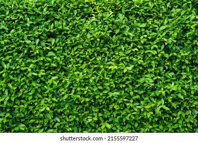 58,178 Greenery wall background Images, Stock Photos & Vectors ...