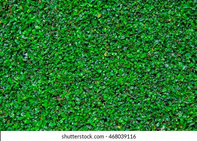 Green leaves wall background, Tree wall background