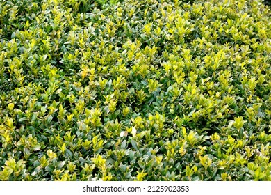 Green Leaves Wall Hedge As Background Of Fresh Boxwood. Boxwood Wall In Natural Conditions. There Is A Place For Your Text. Selective Focus. Close-up Of Bright Green Foliage Boxwood.