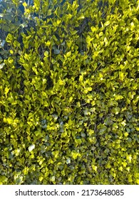 Green Leaves Wall Hedge As Background Of Fresh Boxwood Buxus Sempervirens Rotundifolia