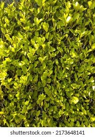 Green Leaves Wall Hedge As Background Of Fresh Boxwood Buxus Sempervirens Rotundifolia