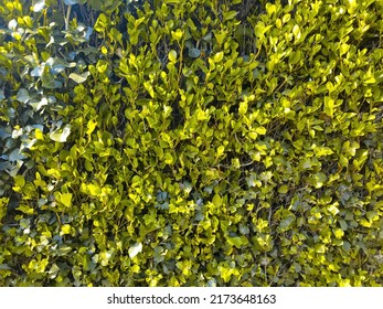 Green Leaves Wall Hedge As Background Of Fresh Boxwood Buxus Sempervirens Rotundifolia