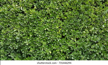 Green leaves wall hedge as background of fresh boxwood Buxus Sempervirens Rotundifolia 