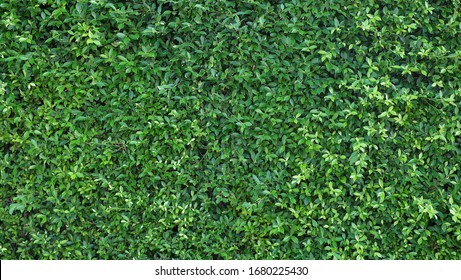 Green leaves wall texture image