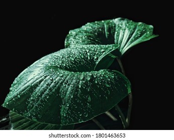  Green Leaves And Water Drop On Black Background, With Selective Focus On.​ Natural Background And Wallpaper To Advertising Artwork And Illustrations Guidelines Electronic Figure Submission