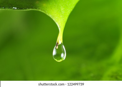 The green leaves of water droplets