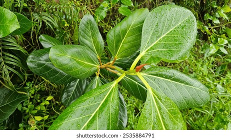 Green leaves with water droplets of young Banyan tree. Ficus benghalensis leaf bud. - Powered by Shutterstock