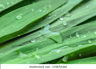 green leaves with water drops - Shutterstock ID 1158701365