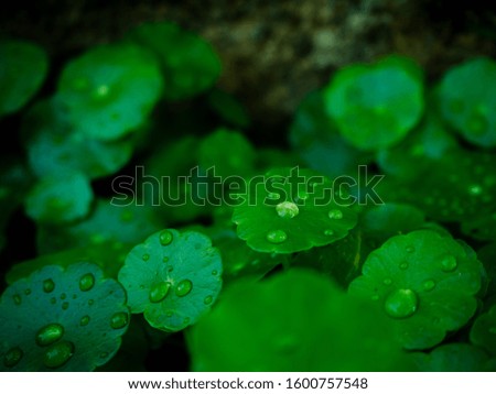 Similar – Image, Stock Photo Lights in the forest