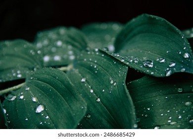 Green leaves with water drops background, close-up. Wet plant covered with raindrops. Green leaves. Abstract background. Widescreen blurry background wallpaper of green leaf with a splash of water.  - Powered by Shutterstock