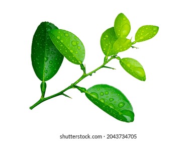 green leaves with water drops isolated on white background