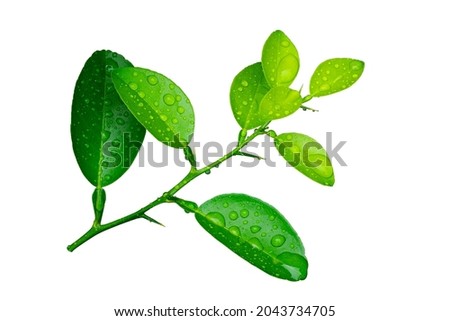 green leaves with water drops isolated on white background