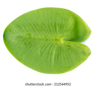 Green Leaves Water Lily Isolated On White