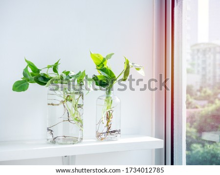 Green leaves with water in transparent plastic bottle and jar on white shelf on white wall background near the glass window.