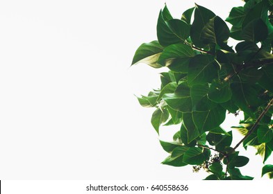 Green leaves with white background for text.