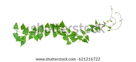Green leaves wild climbing vine, isolated on white background, clipping path included