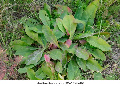 Green Leaves Of Wild Sheep Sorrel